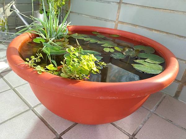 生態缸+水生植物