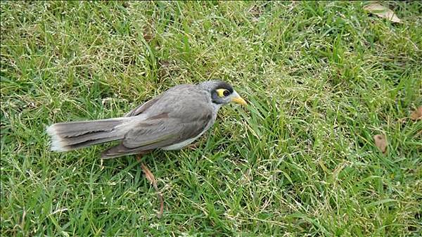 野生鳥