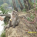 尖山埤水庫島上麻撈