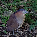 藍冠醜鳥