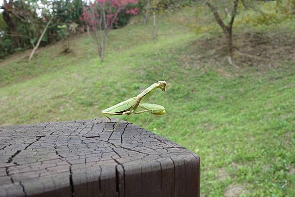 2/15 去南港公園走春