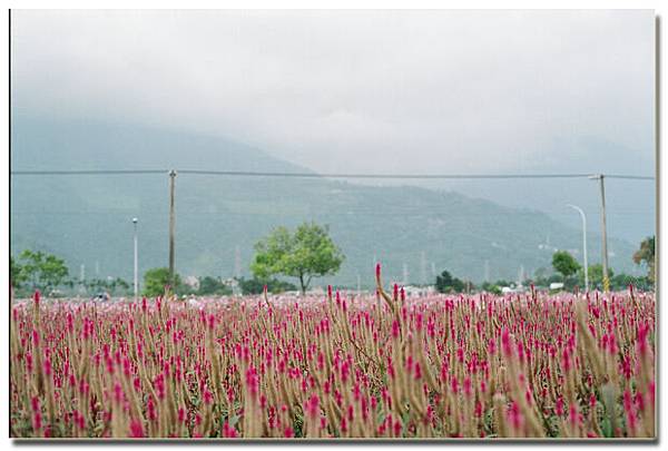 不知名花海