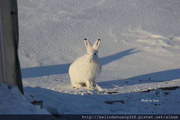 北極野兔Arctic hare~5