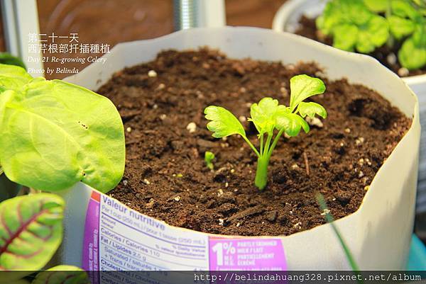 西芹根部再種植Re-growing Celery~1