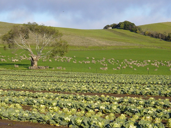 biodynamic farm.jpg biodynamic farm.jpg