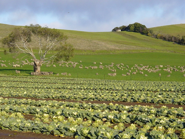 biodynamic farm.jpg