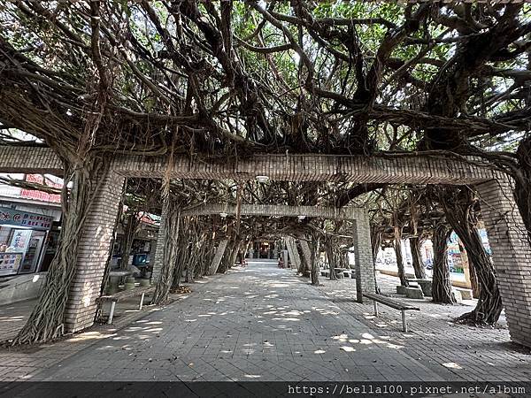 [澎湖]202309好熱的菊島之旅DAY3 通樑古榕