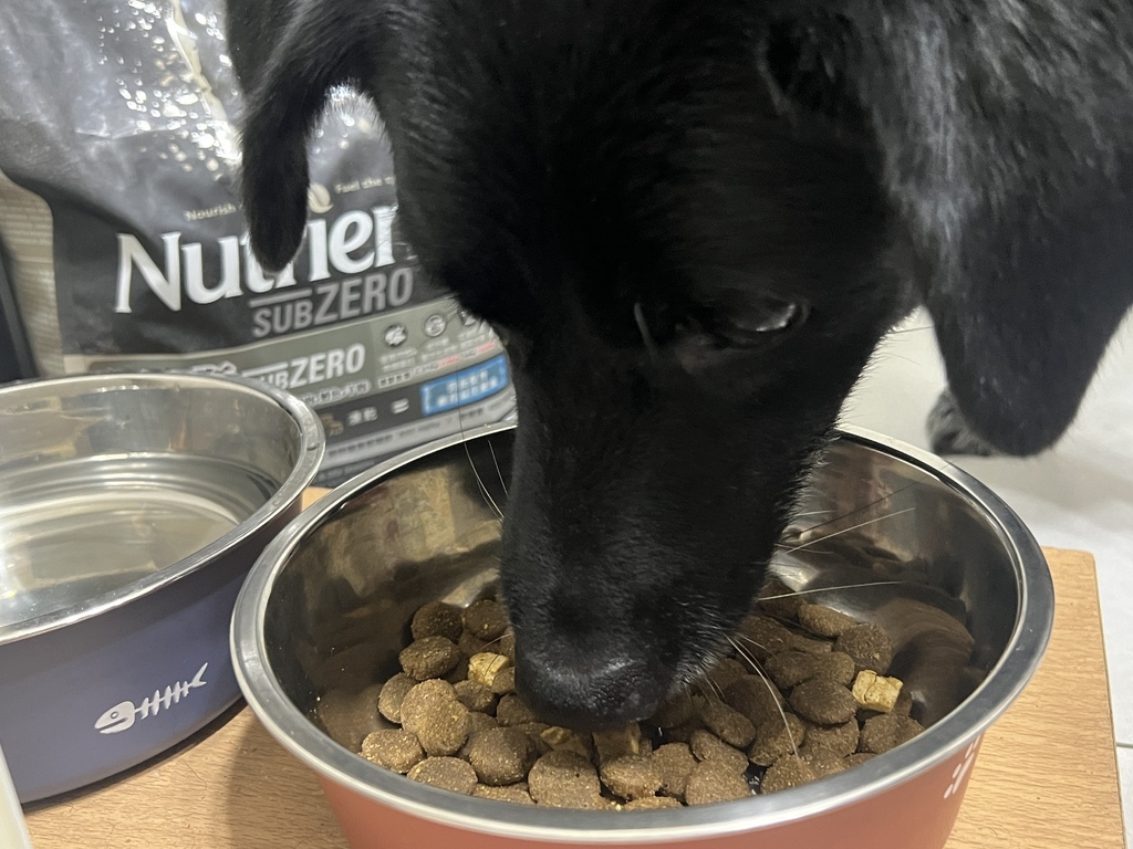 [寵物] Nutrience紐崔斯 黑鑽頂級無穀飼料評價 八