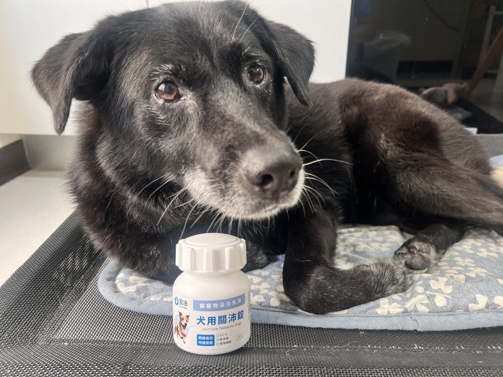 [寵物] 奧沛 OurPet 關沛錠開箱心得 老狗關節保健食