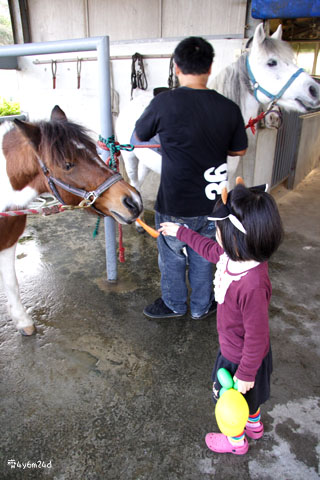 肥前屋牧場騎馬初體驗