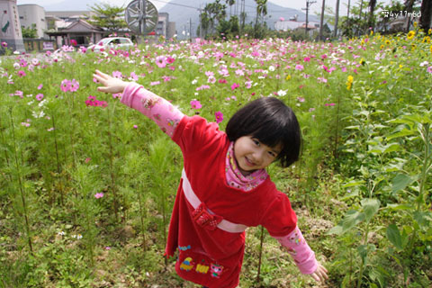 埔里行偶遇小花海