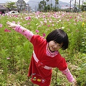 埔里行偶遇小花海