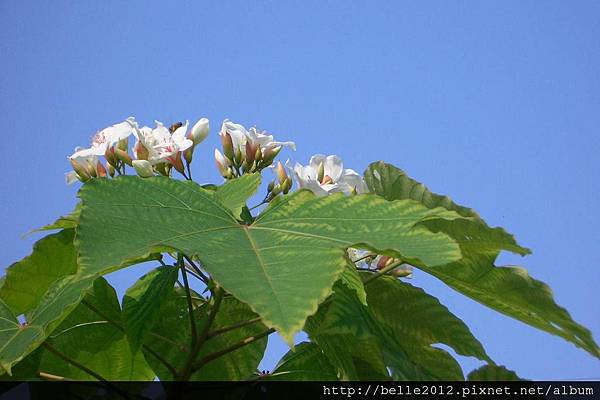 桐林油桐花06.JPG