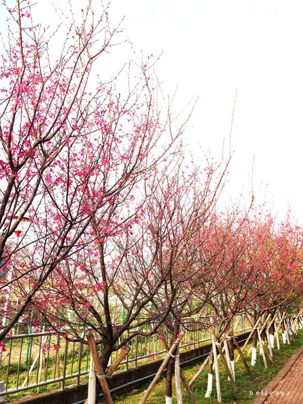 2015.02.22 台中市太平區麗園公園 2015.02.22 台中市太平區麗園公園