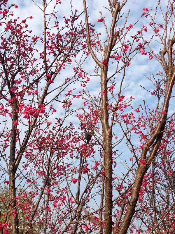 2015.02.22 台中市太平區麗園公園