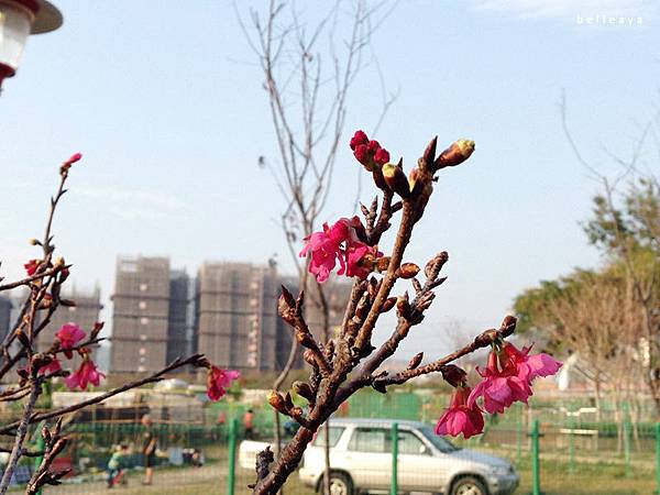 2015.02.22 台中市太平區麗園公園