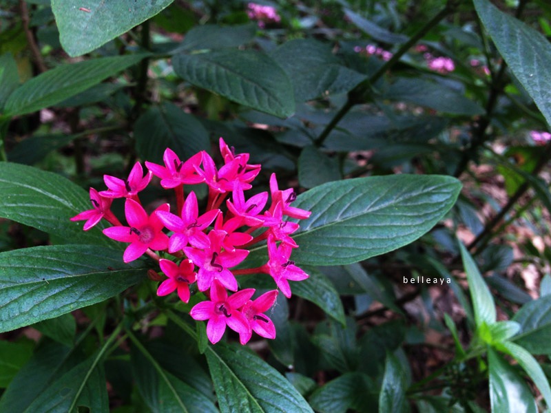 繁星花