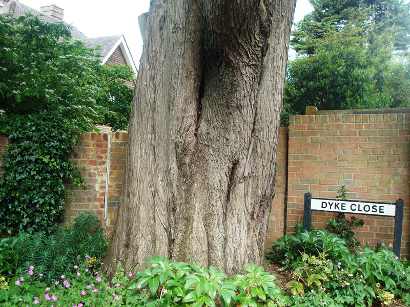 [英國] Devil's Dyke (上)：Dyke Road