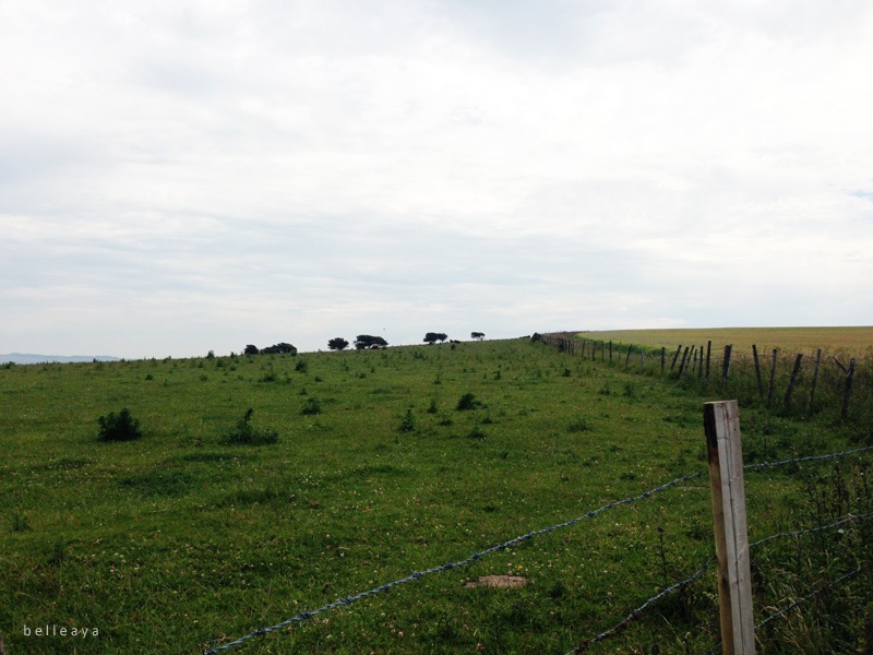 [英國] Devil's Dyke (上)：Devil's Dyke Road