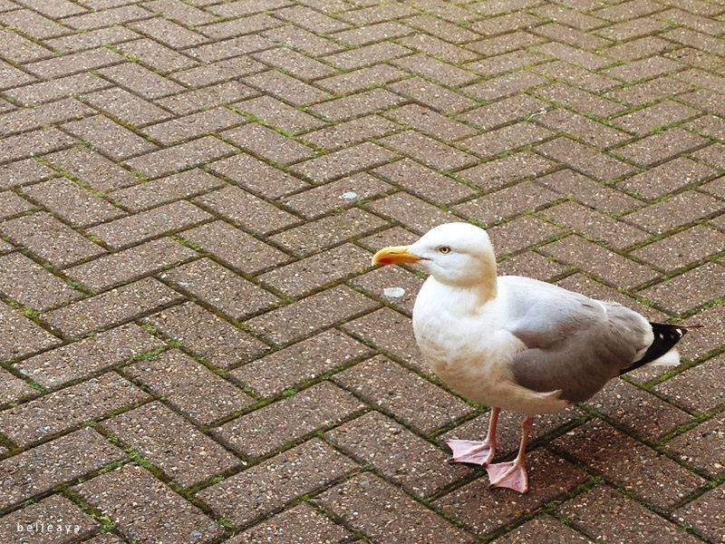 [英國] 布萊頓船塢 Brighton Marina