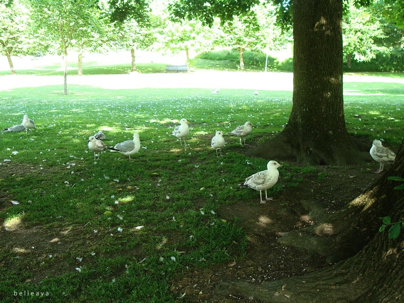 [英國] 布萊頓 Queen's Park