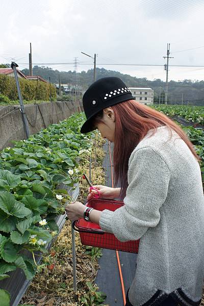 一年一度採草莓