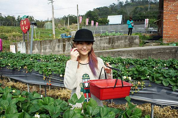 我是採草莓達人