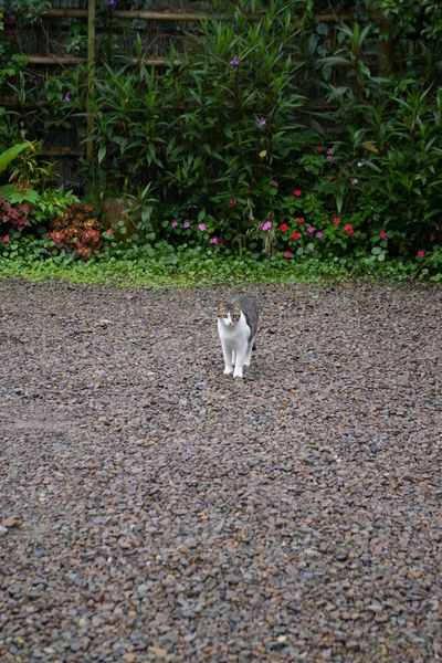 巧遇園貓