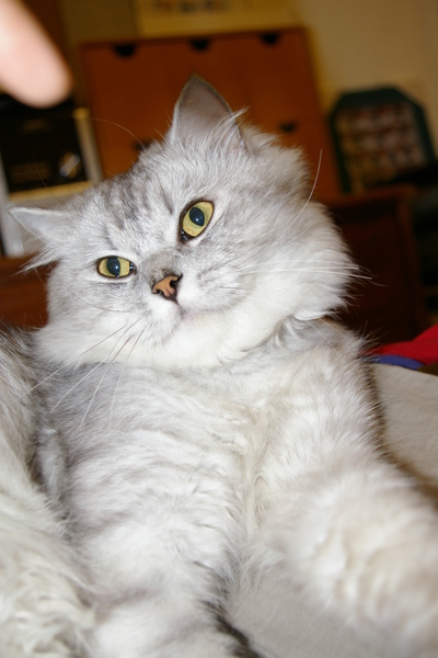 從流浪貓變大爺