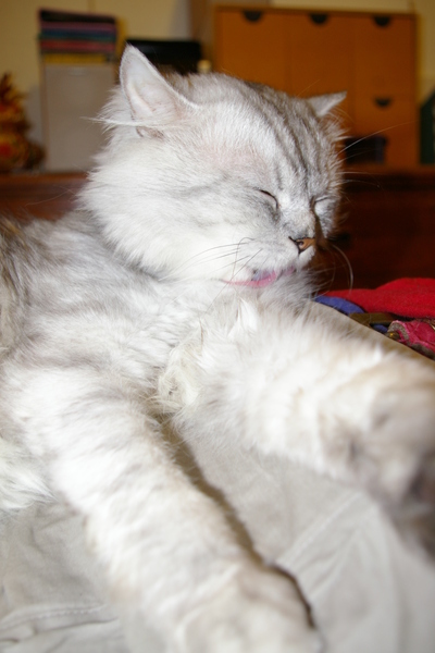 毛被我弄亂趕緊整理