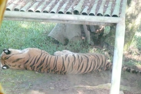 換台車,進入兇猛動物區