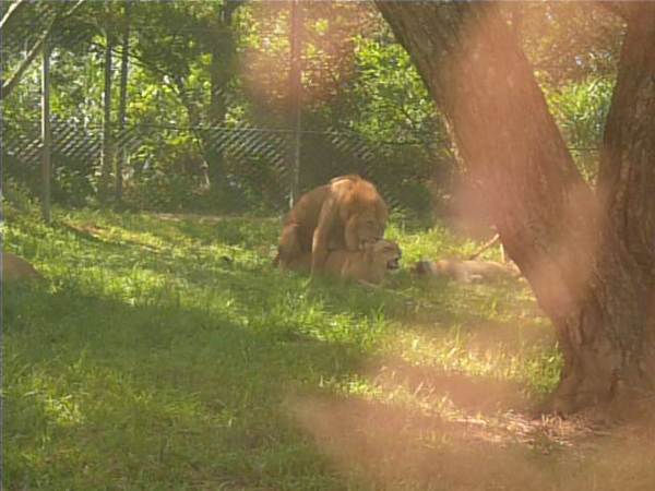 今天的動物真會製造話題