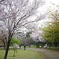 櫻花樹很多的大公園