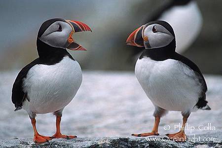 Puffins