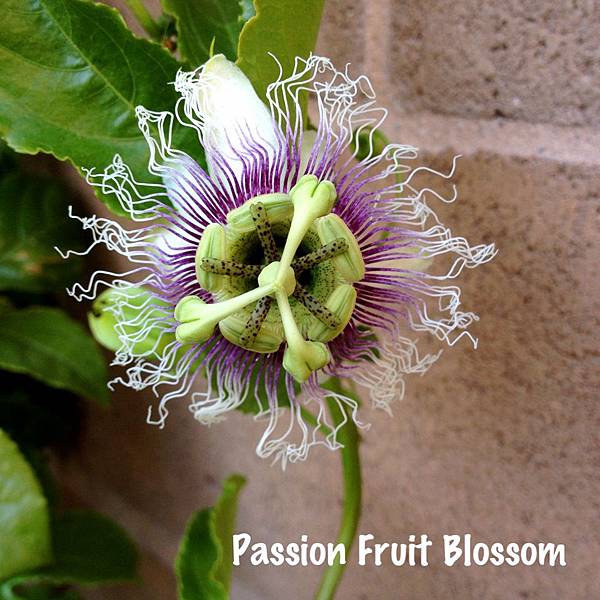 passion fruit blossom