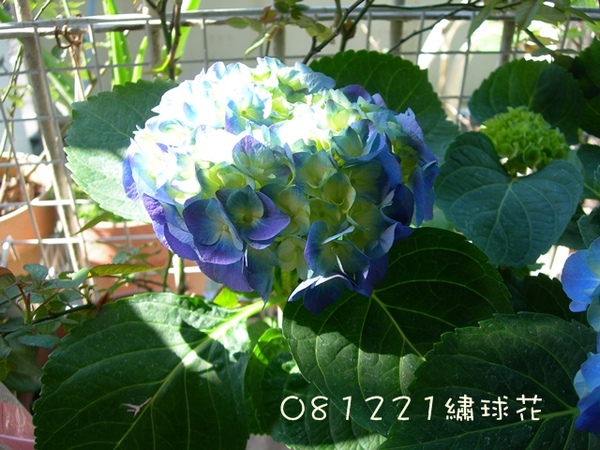 081221繡球花 040a.jpg