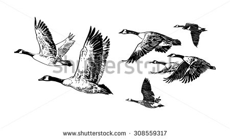 geese