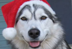 dogsantaplain by findstuff22.jpg