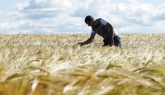 俄羅斯和烏克蘭乾旱，造成大麥價格大漲，這是俄羅斯西伯利亞的一處大麥田。路透.jpg