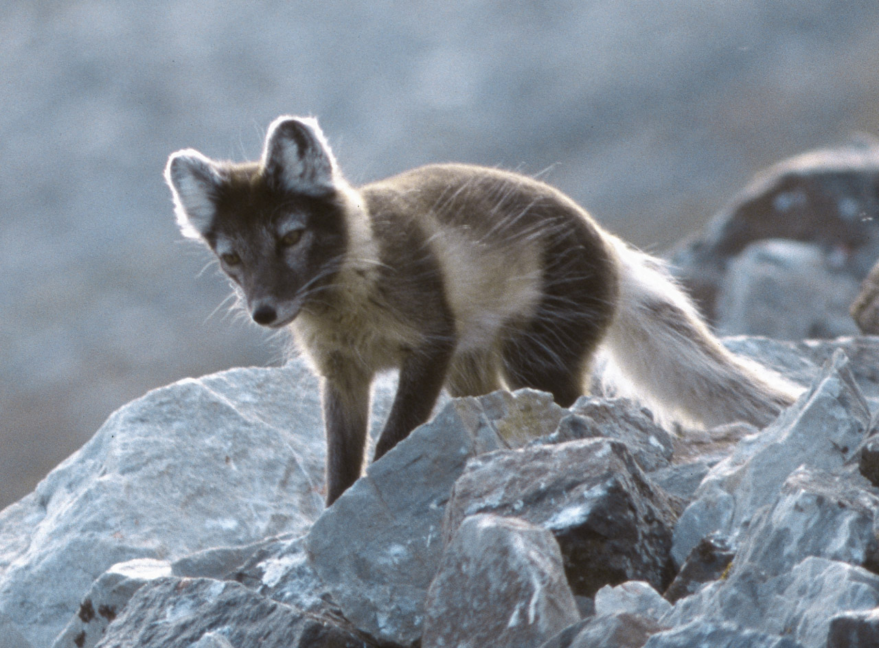 arctic fox.bmp