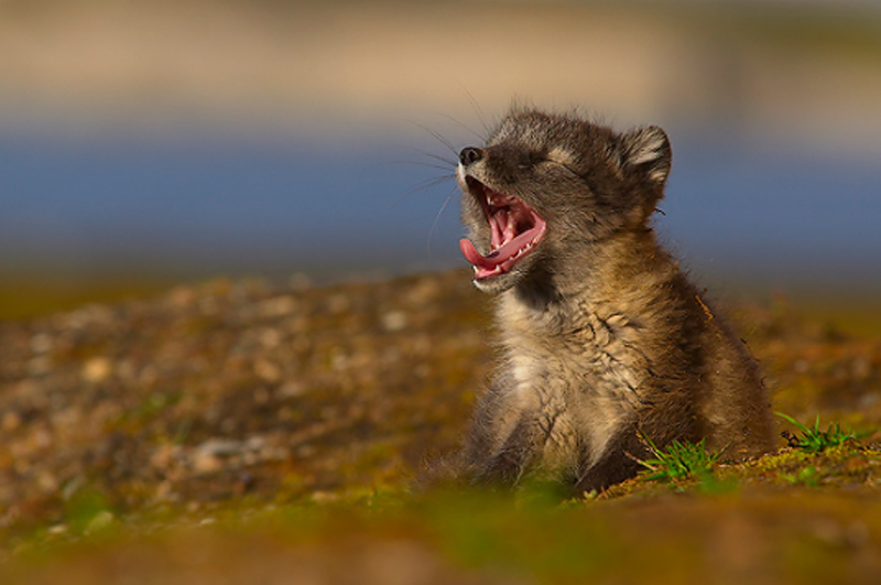 arctic fox ha.jpg