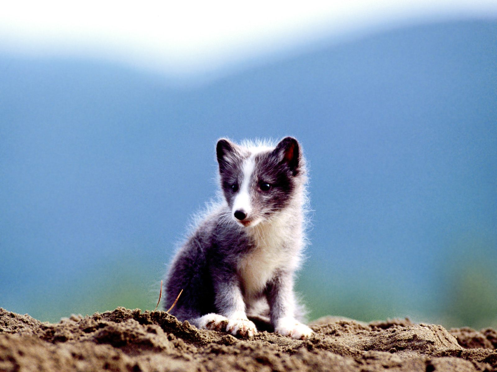 arctic fox wb.jpg
