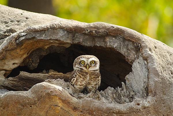 spotted-owlet-g6dcf3f56c_640.jpg spotted-owlet-g6dcf3f56c_640.jpg