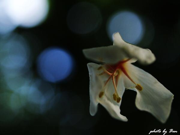 土城桐花公園