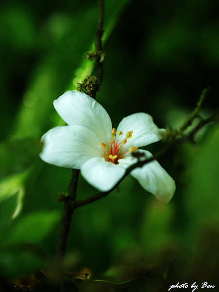 土城桐花公園