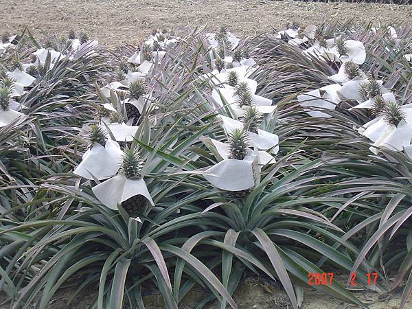 戴帽子的鳳梨0701