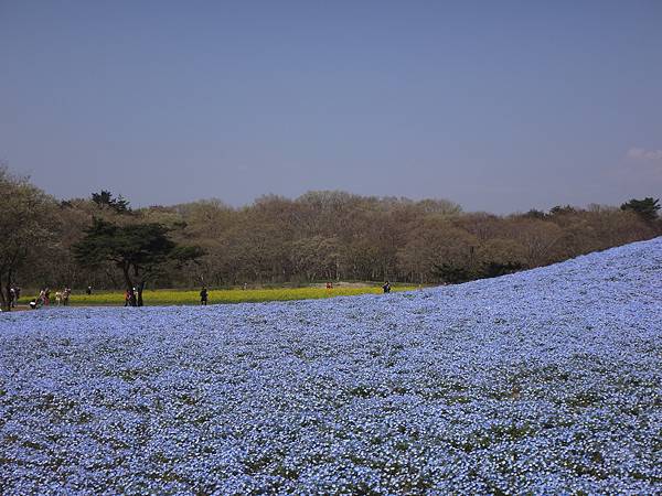 2018.日立(常陸)海濱公園.JPG