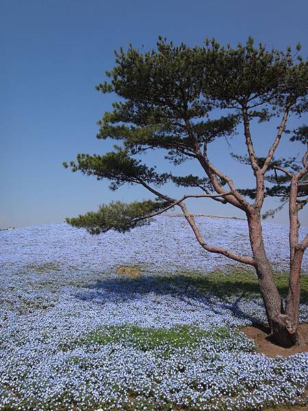 2019.日立(常陸)海濱公園.JPG