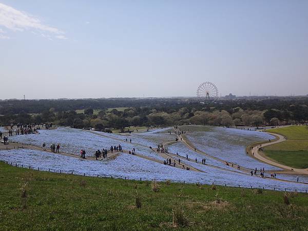 2027.日立(常陸)海濱公園.JPG