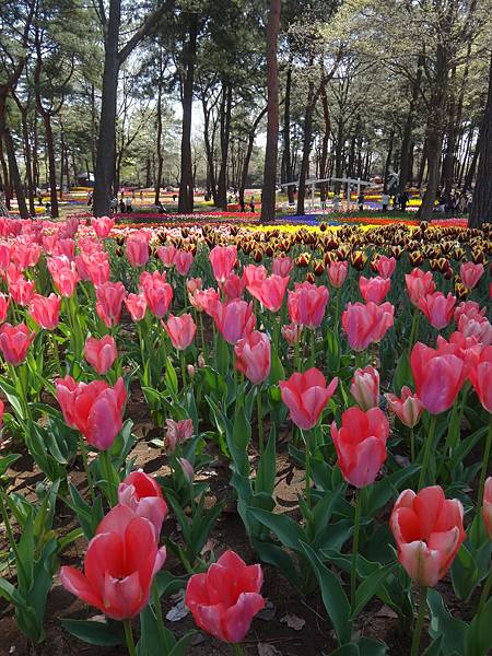 2035.日立(常陸)海濱公園.JPG